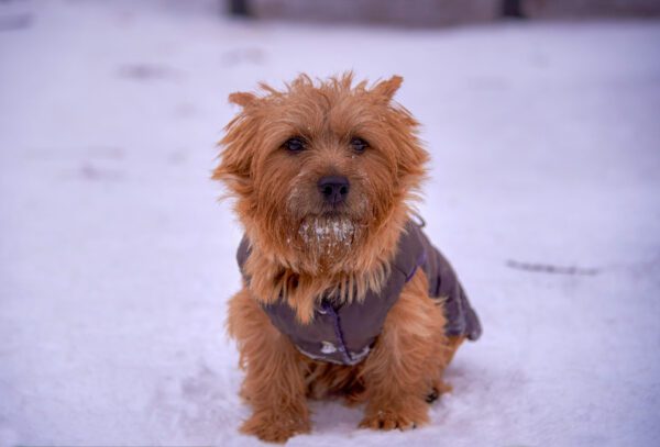 Norwich Terrier Sitting In Snow Wearing Jacket