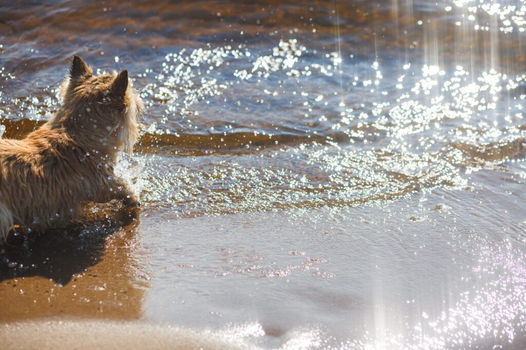 Norwich Terrier Splashing Through Shallow Water