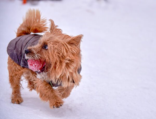 Norwich Terrier Walking In Snow With Coat And Red Ball On Its Mouth