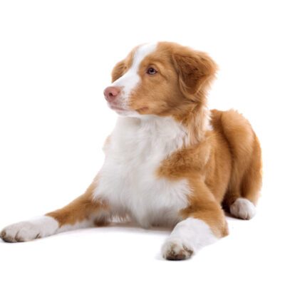 Nova Scotia Duck Tolling Retriever