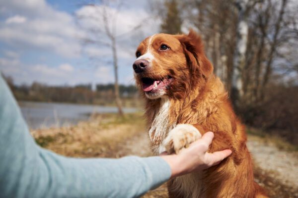 Nova Scotia Duck Tolling Retriever Giving Paw Outdoors