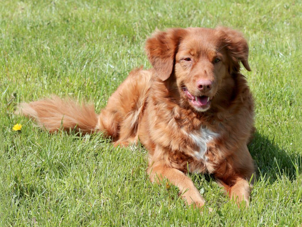 Nova Scotia Duck Tolling Retriever Lying On Grass