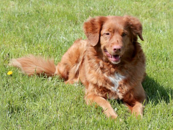 Nova Scotia Duck Tolling Retriever Lying On Grass