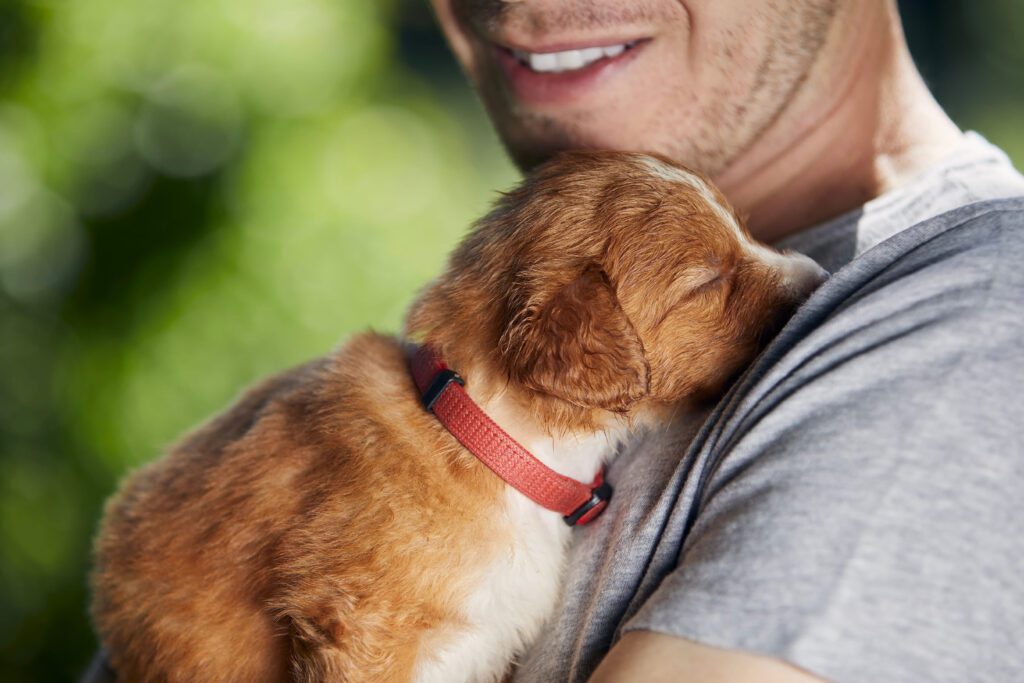 Nova Scotia Duck Tolling Retriever Puppy Hugging Man Outdoors