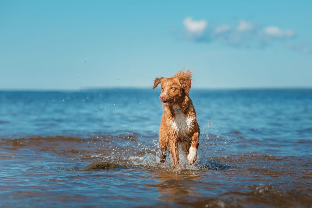 How to Adopt a Nova Scotia Duck Tolling Retriever