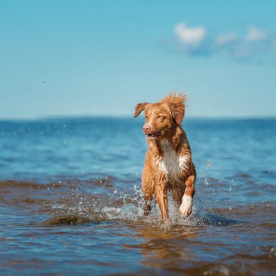 Nova Scotia Duck Tolling Retriever
