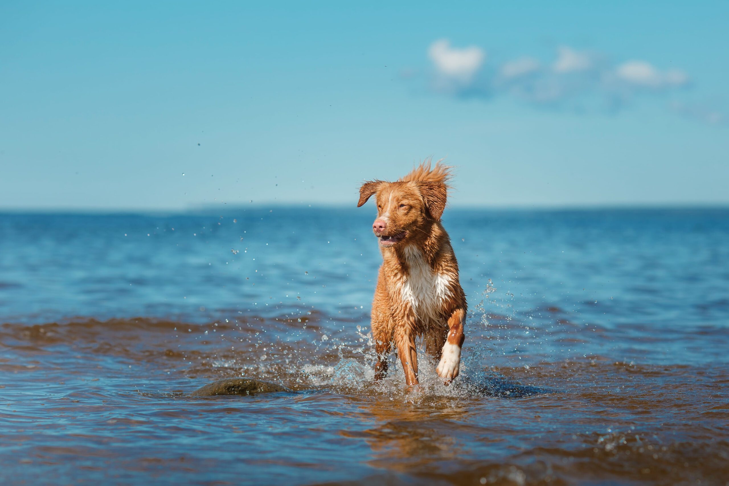 Nova Scotia Duck Tolling Retriever Adoption Guide