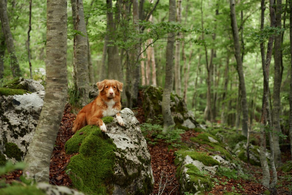 Nova Scotia Duck Tolling Retriever Sitting On Mossy Forest Log