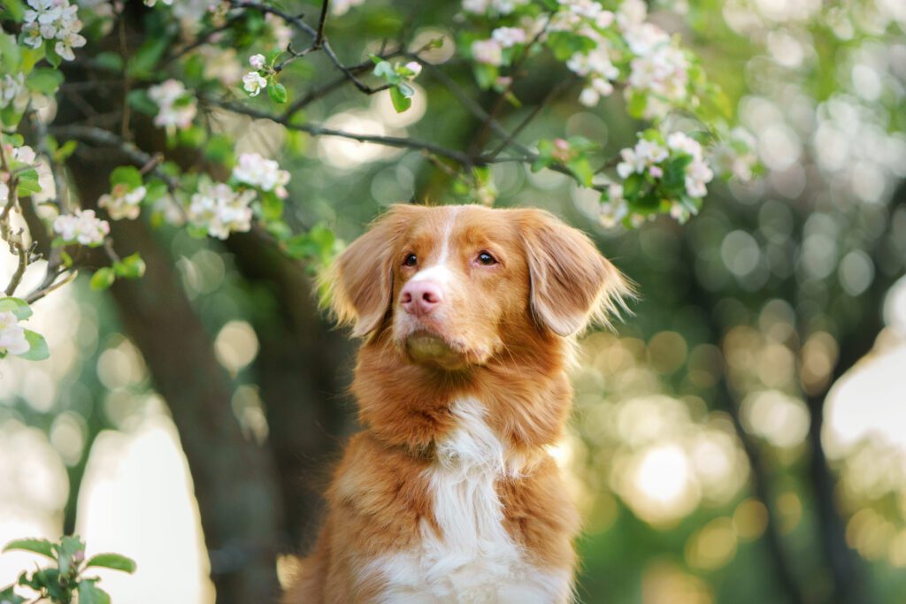 How To Adopt a Nova Scotia Duck Tolling Retriever in Rhode Island