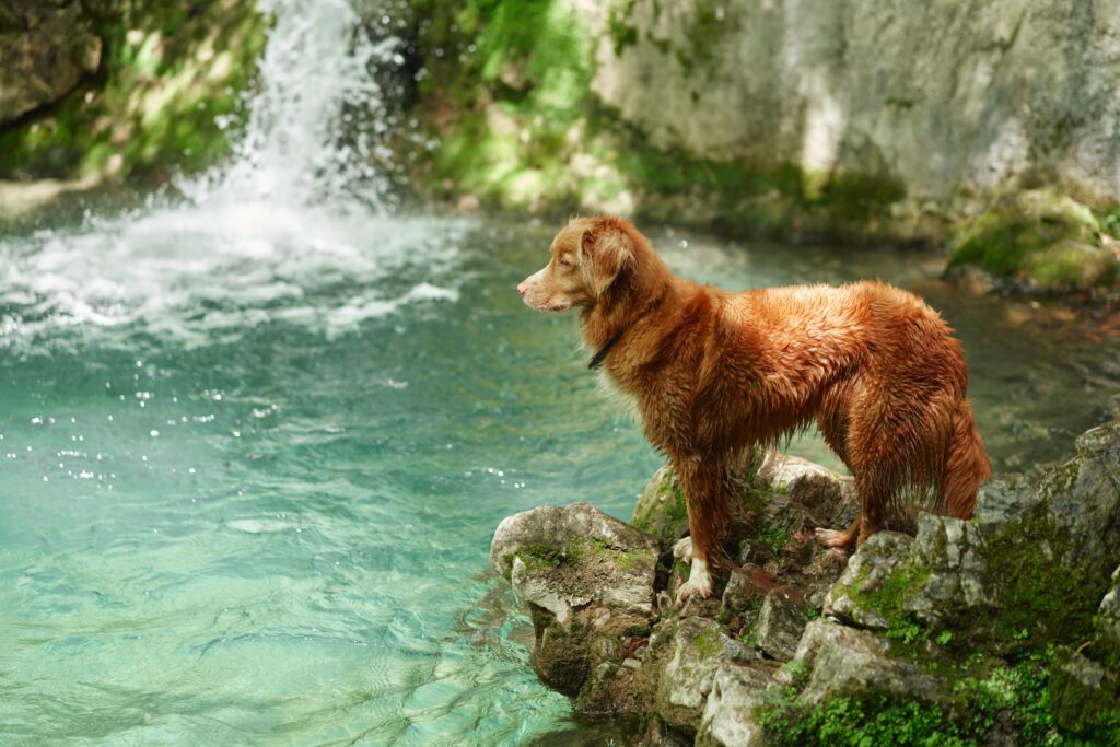 Nova Scotia Duck Tolling Retriever Standing By Waterfall