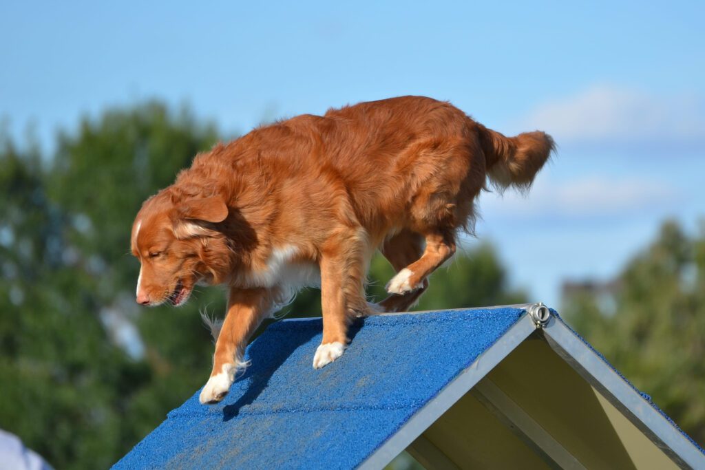 Nova Scotia Duck Tolling Retriever Walking On Agility Ramp