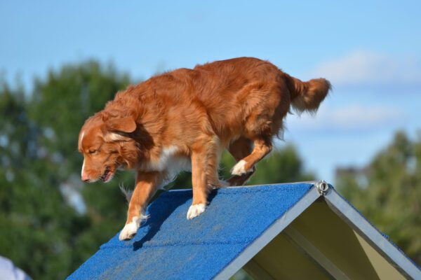 Nova Scotia Duck Tolling Retriever Walking On Agility Ramp