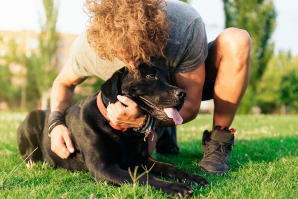 Owner Petting Black Lab Outdoors