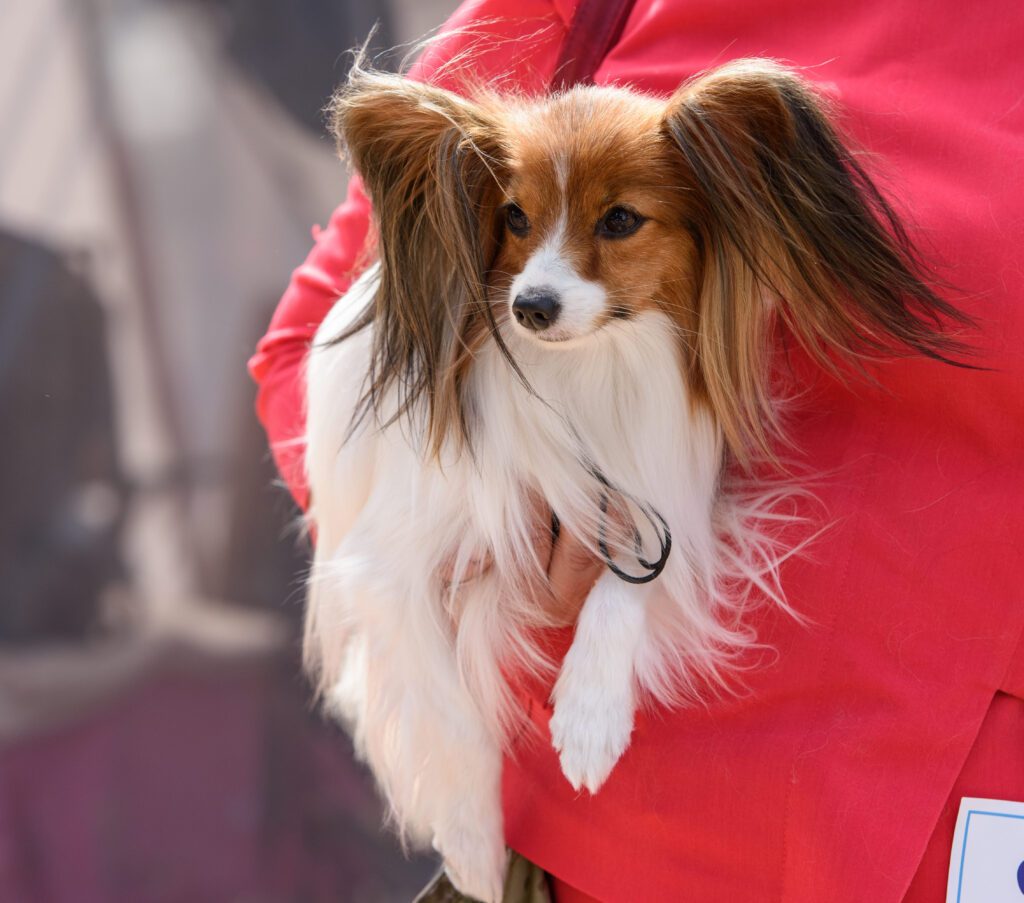 Papillon Dog Being Held By A Woman On Red Sweater