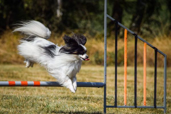 Papillon Dog Jumping Over Agility Hurdle