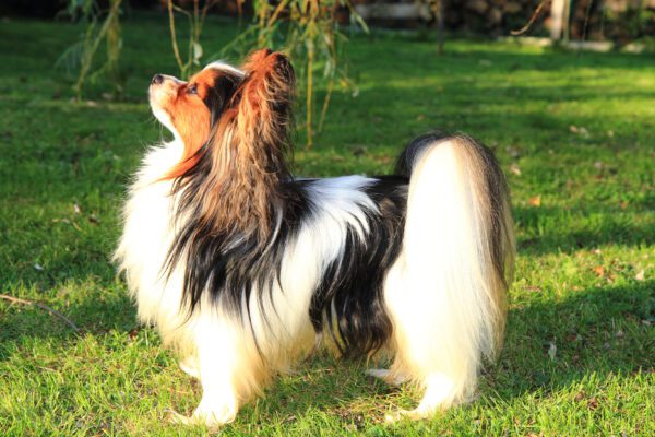 Papillon Dog Looking Up In Sunny Park