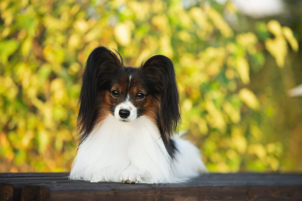 How To Adopt a Papillon Dog in District Of Columbia