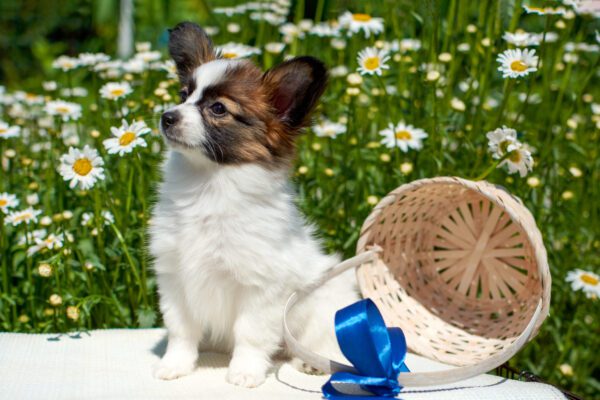 Papillon Dog Sitting Among White Flowers