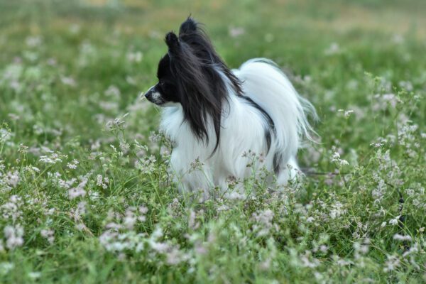 Papillon Dog Standing In Grassy Field