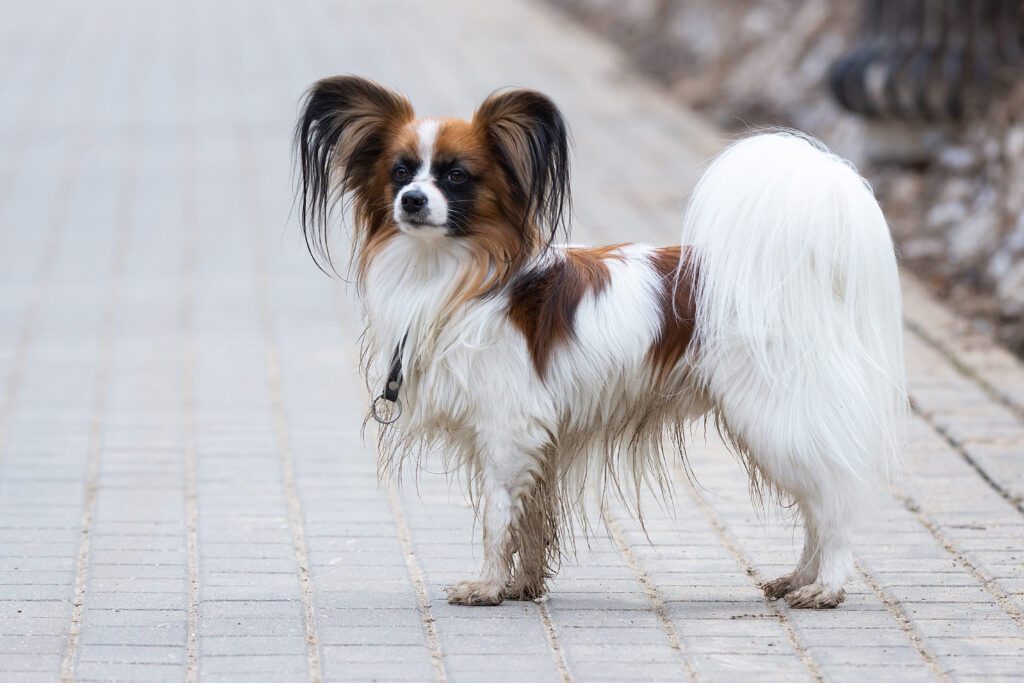 How To Adopt a Papillon Dog in Palmdale