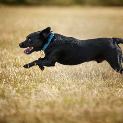 Patterdale Terrier