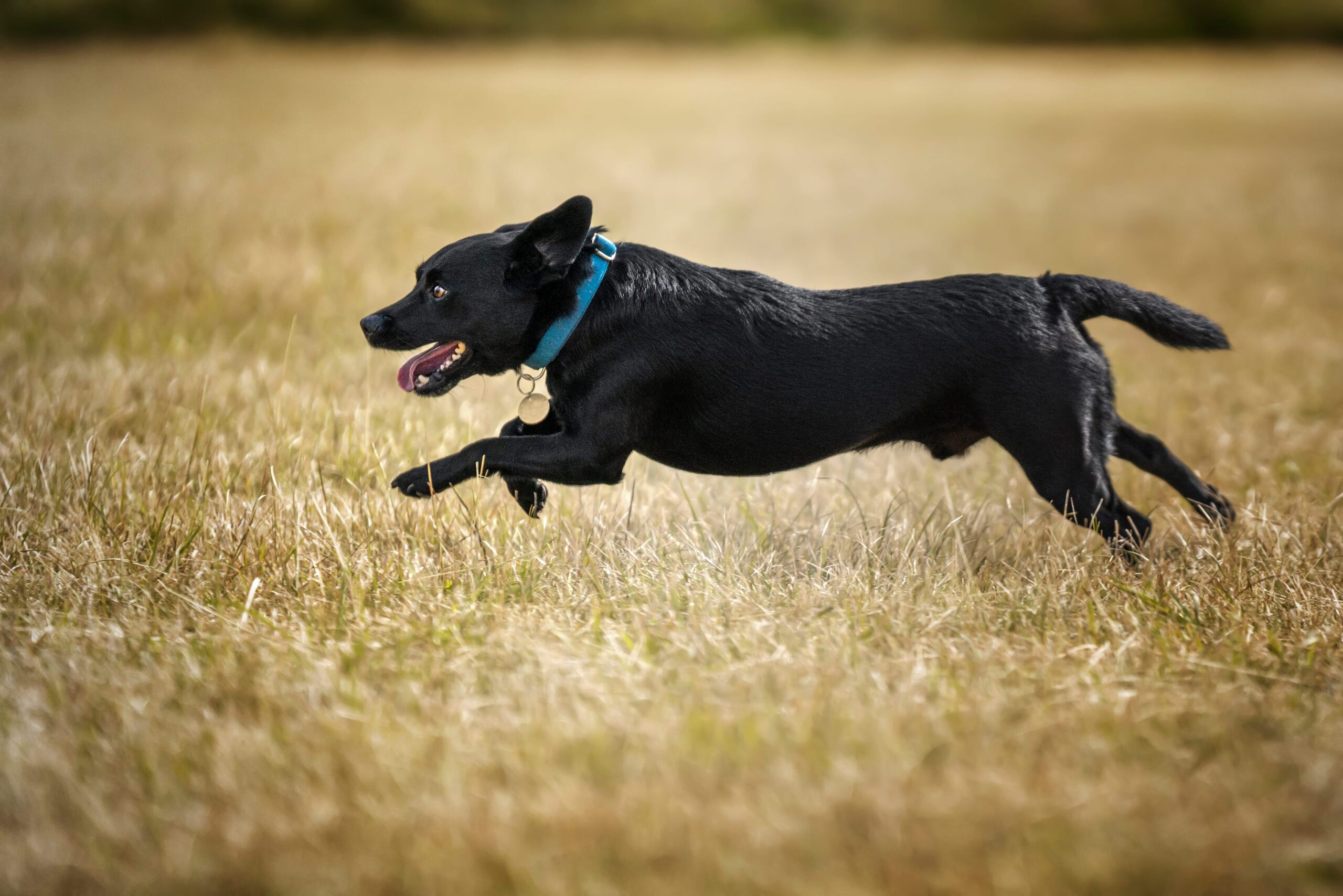 Patterdale Terrier Adoption Guide