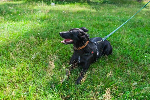 Patterdale Terrier Running On Leash Across Grass