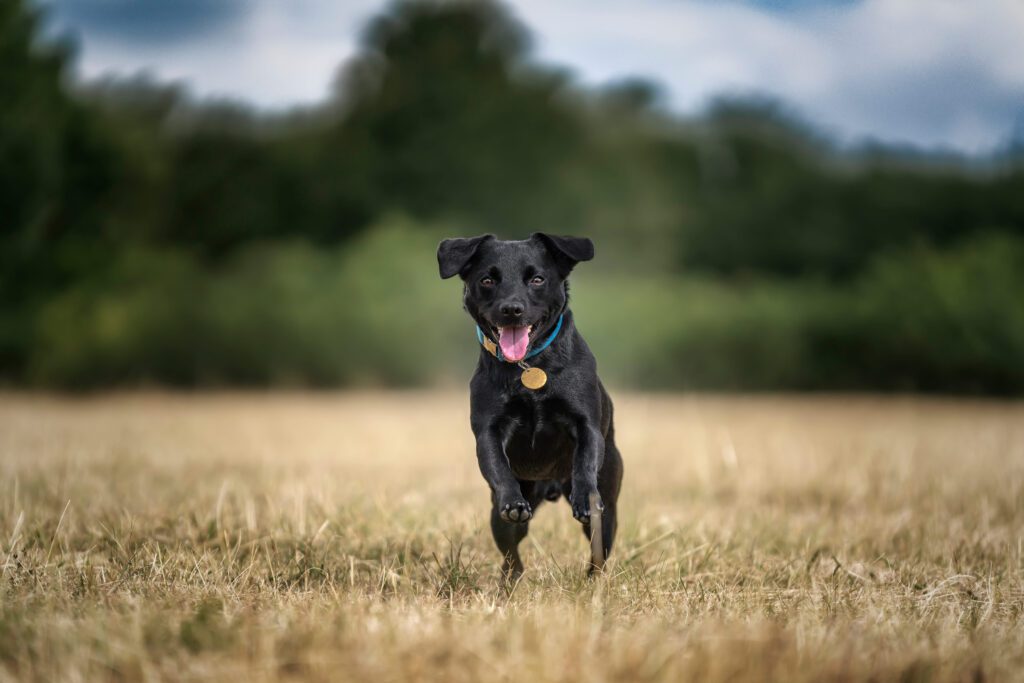 Patterdale Terrier Running Toward Camera In Field
