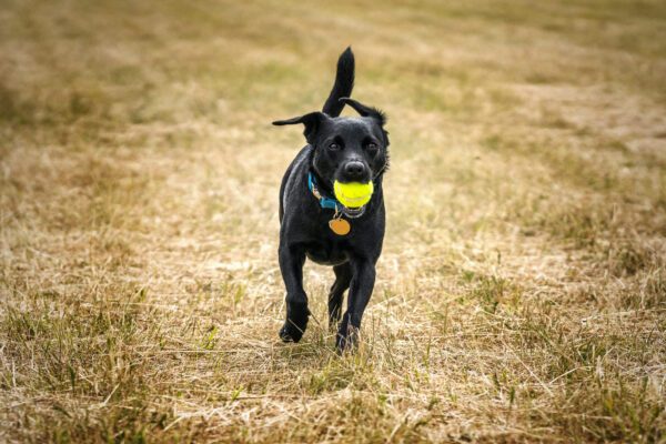 Patterdale Terrier Running With Tennis Ball In Field