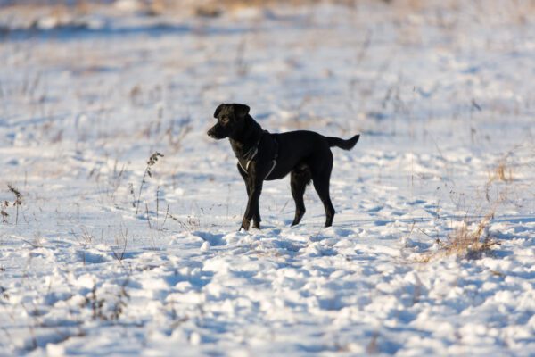 Patterdale Terrier Standing On Snowy Land