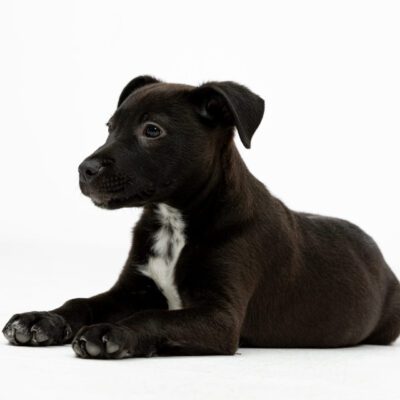 Patterdale Terrier