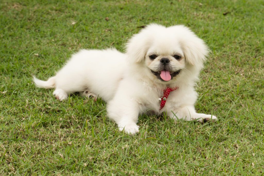 Pekingese Dog Lying On Lawn With Red Harness