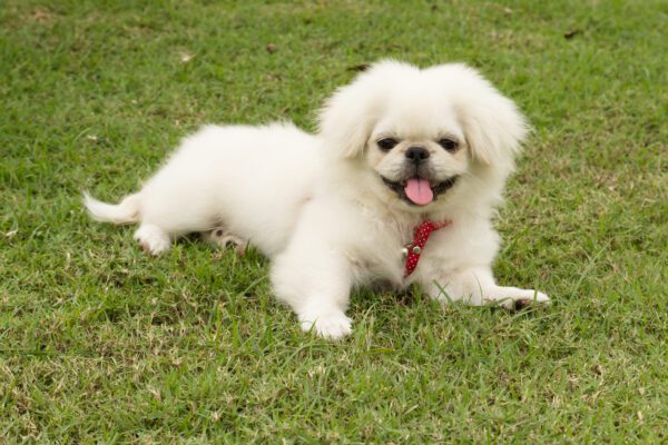 Pekingese Dog Lying On Lawn With Red Harness