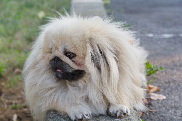 Pekingese Dog Portrait With Fluffy White Coat