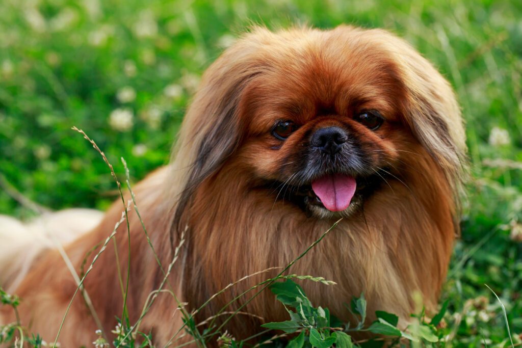 How to Adopt a Pekingese