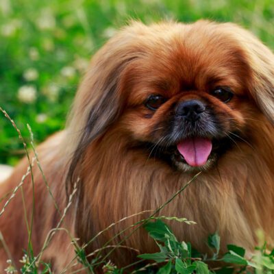 Pekingese