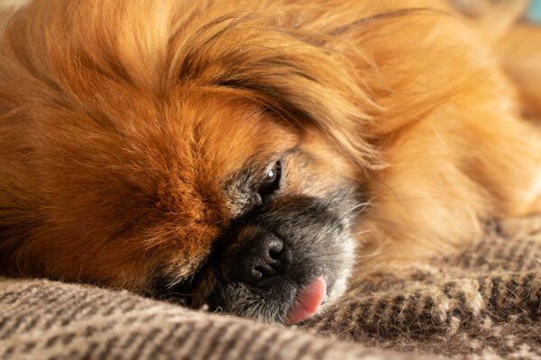 Pekingese Dog Sleeping With Tongue Out