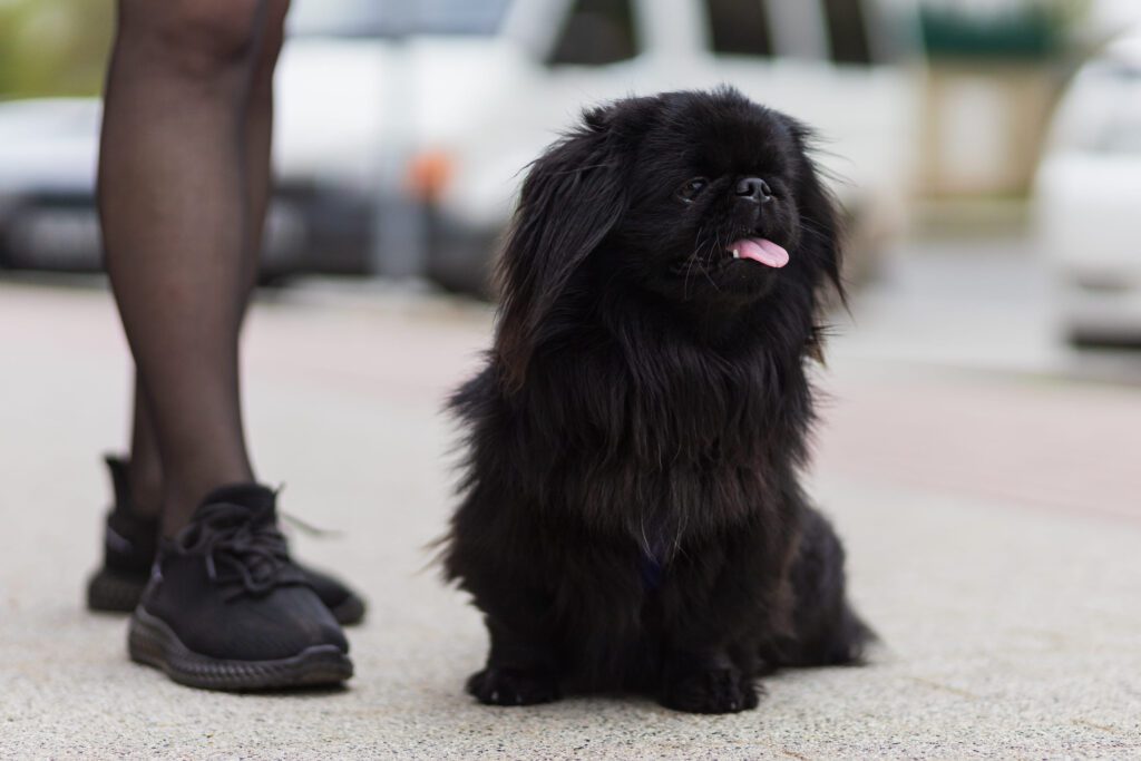 Pekingese Dog Standing Beside Owner On Sidewalk