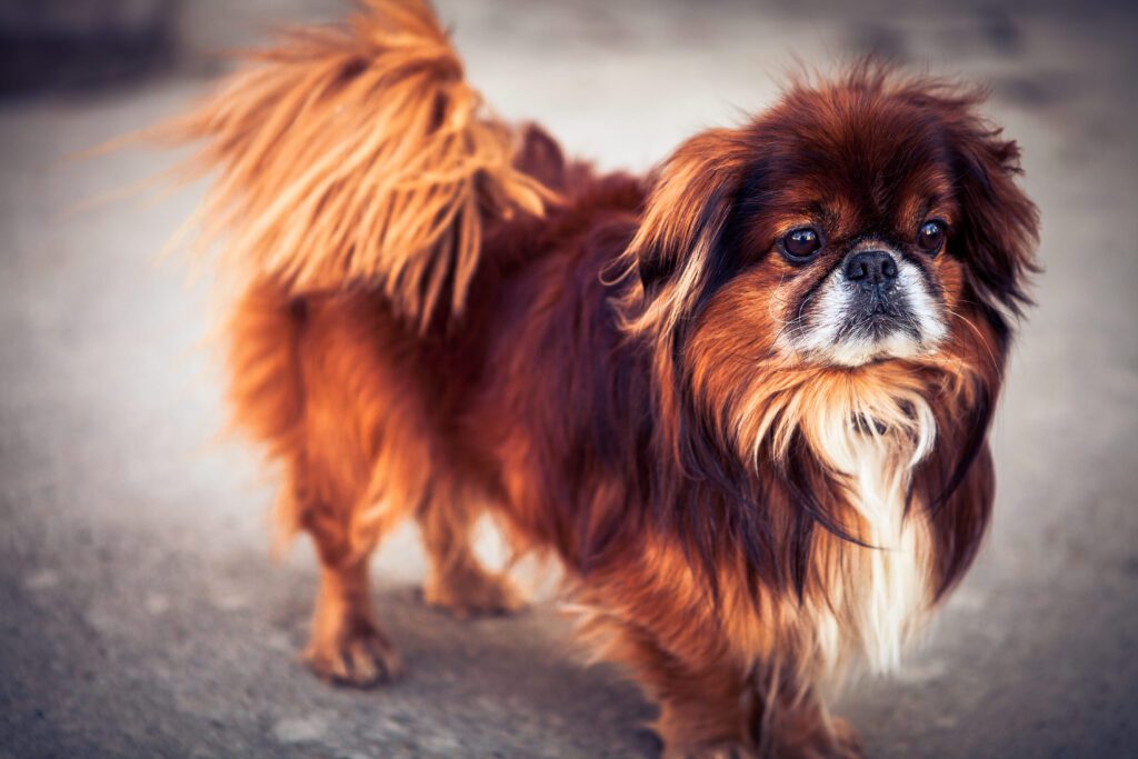 Pekingese Dog Standing On Path Outdoors