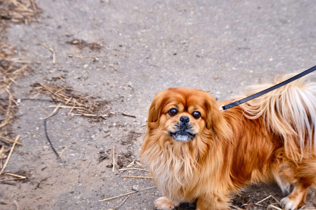 Pekingese Dog Standing On Sandy Ground Outdoors
