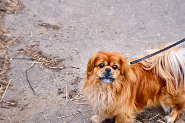 Pekingese Dog Standing On Sandy Ground Outdoors