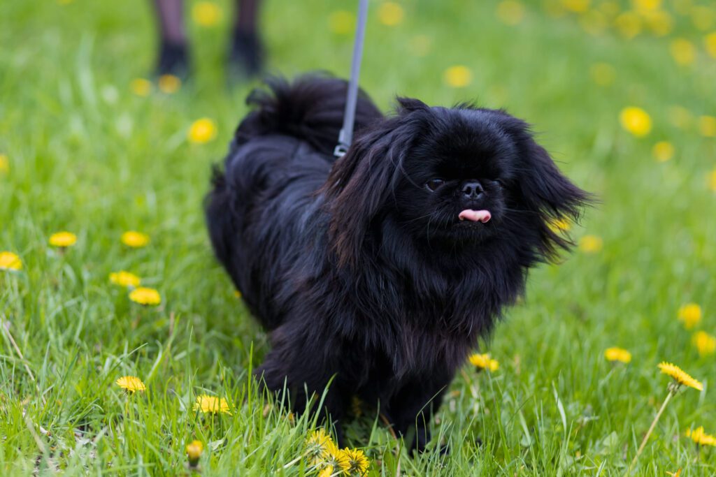 How To Adopt a Pekingese in Arkansas