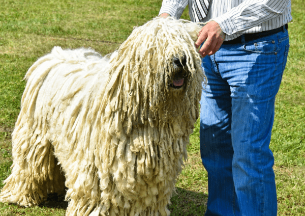 Person Grooming A Komondor With Corded Coat