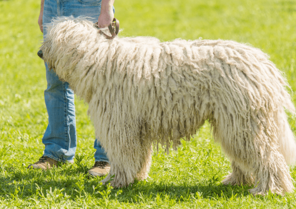 Person Holding A Komondor Standing On Grass