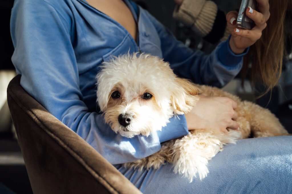 Person Holding A Maltipoo Puppy While Sitting
