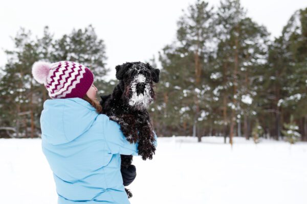 Person Holding Black Russian Terrier In Winter