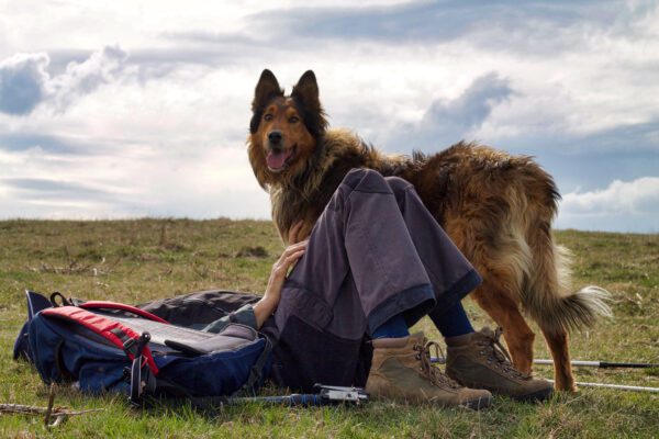 Person Sitting Beside A Long Haired German Shepherd On A Hill