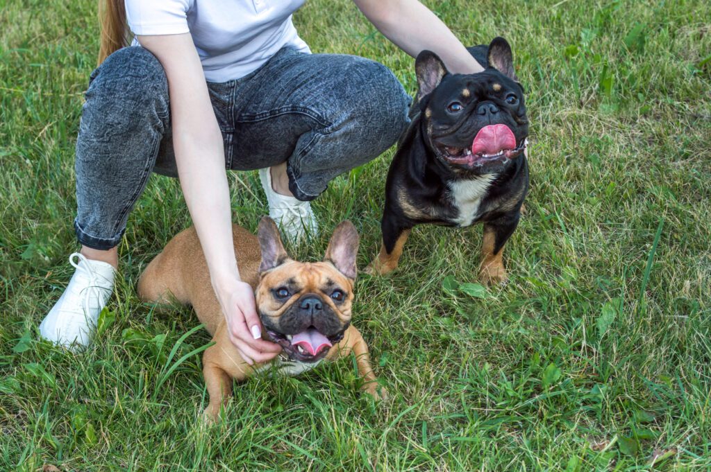 Person Sitting With Two Micro Bully Dogs On Grass