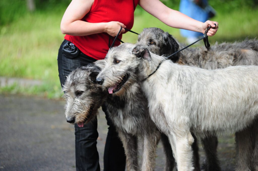 Person Walking Two Irish Wolfhounds On Leashes