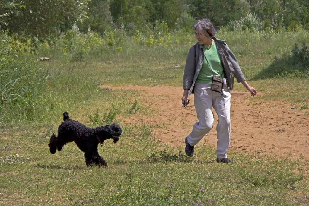 Person Walking With A Kerry Blue Terrier On A Dirt Path